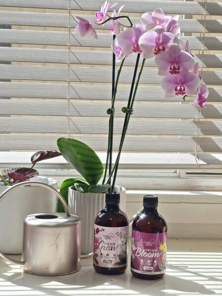 Orchid Grow and Orchid Bloom bottles beside a flowering orchid and watering can