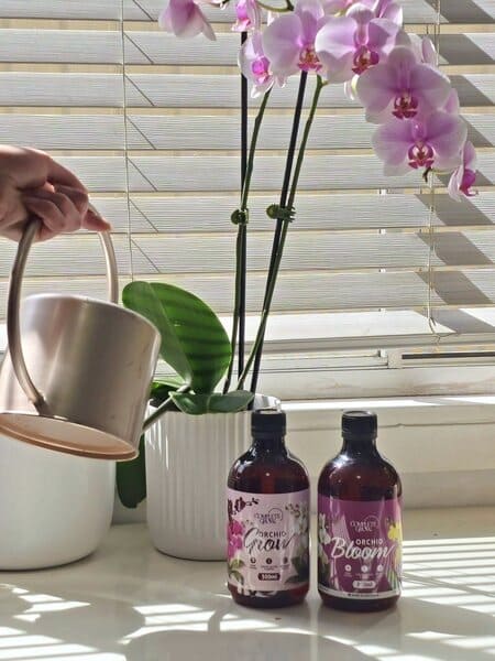 Watering a flowering orchid with Orchid Grow and Orchid Bloom on the windowsill