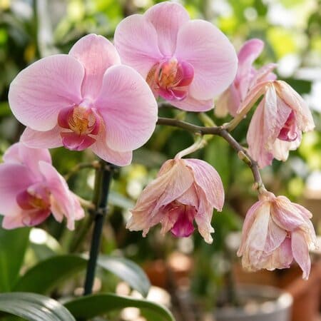Pink orchid with some flowers wilting
