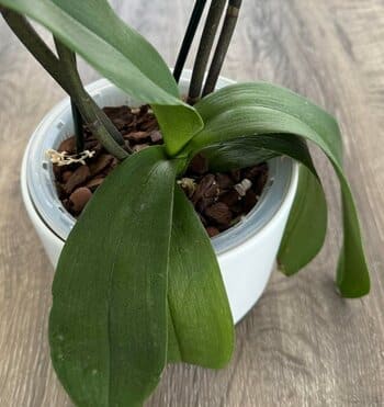 Orchid with soft, drooping leaves hanging over a white pot
