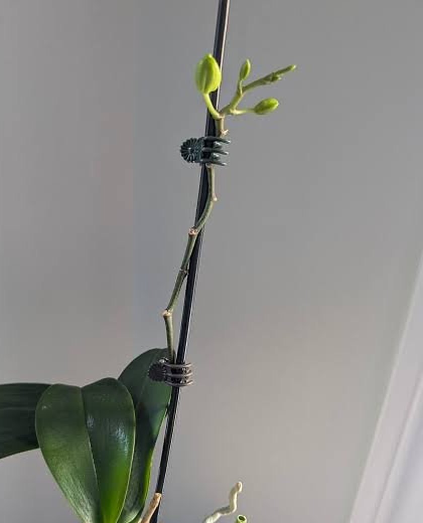 New orchid flower spike with young buds, clipped to a stake