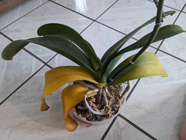 Orchid with its lower leaves turning yellow