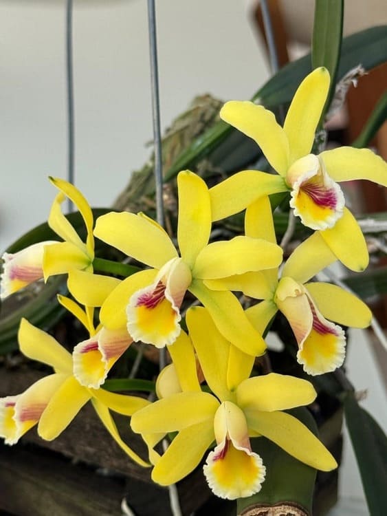 Yellow Cattleya flowers with frilled lips