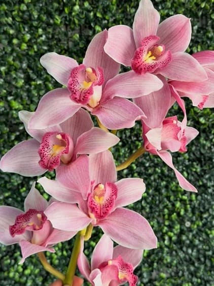 Spray of pink Cymbidium flowers with spotted lips