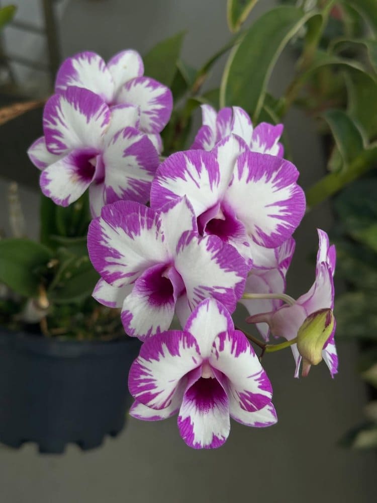 Purple and white soft-cane Dendrobium flowers