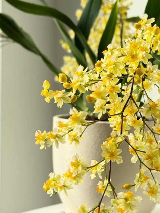 Sprays of small yellow Oncidium flowers