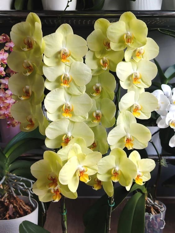 Lemon-yellow moth orchids in full flower