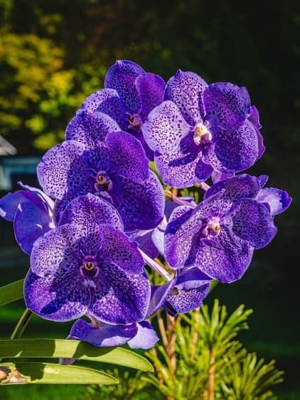Spray of violet-blue spotted Vanda flowers