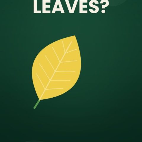 Yellow leaves? Your plant is trying to tell you something. Here's how to read…