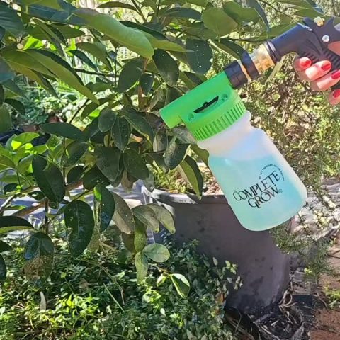 🍋 Give your citrus a boost. Healthy leaves, stronger growth, and better fruit starts…