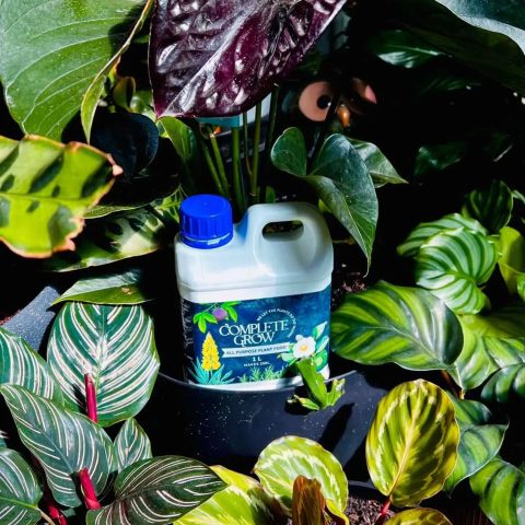 Plant parent heaven 🌿 Complete Grow All Purpose Plant Food helping keep this indoor…