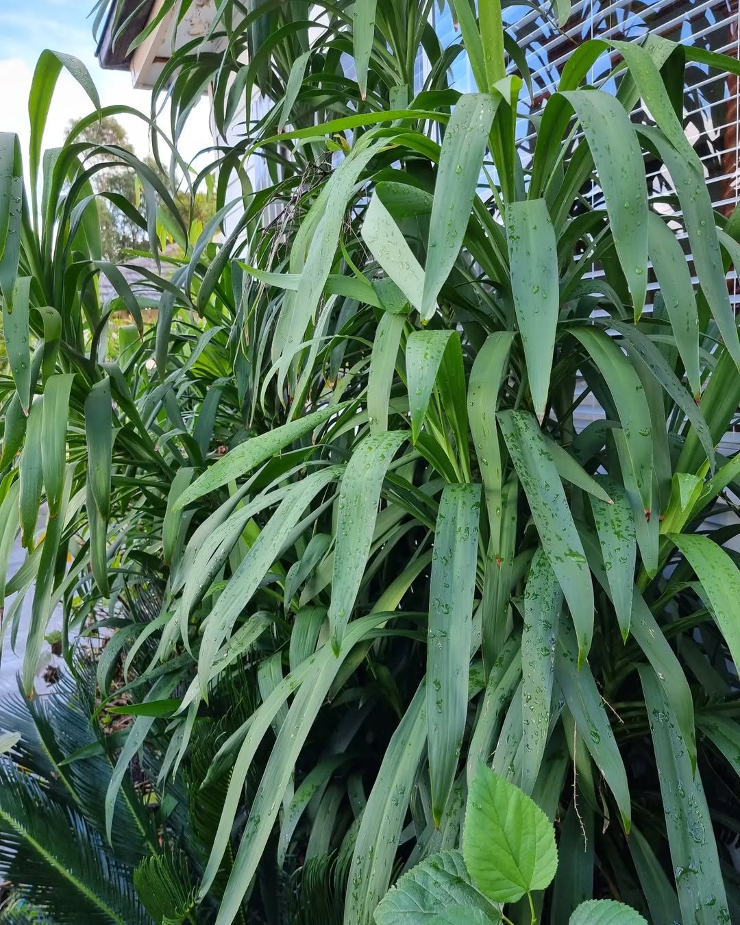 Tomato plants flowering and developing fruit in an Australian spring garden